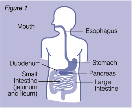 Diagram of the body's digestive organs